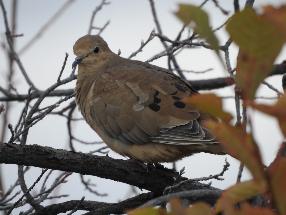 Mourning Dove - Shane Sater