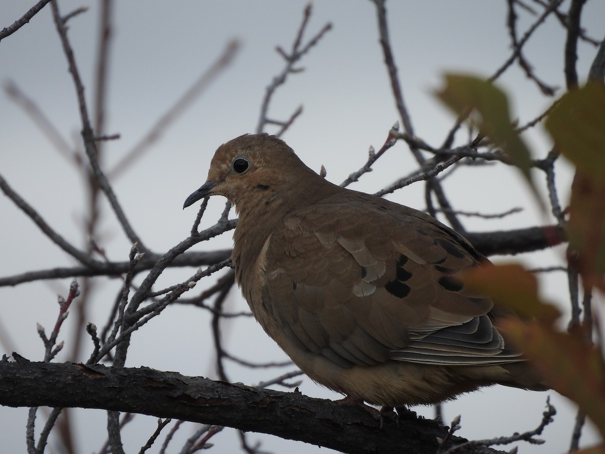 Mourning Dove - ML123957011