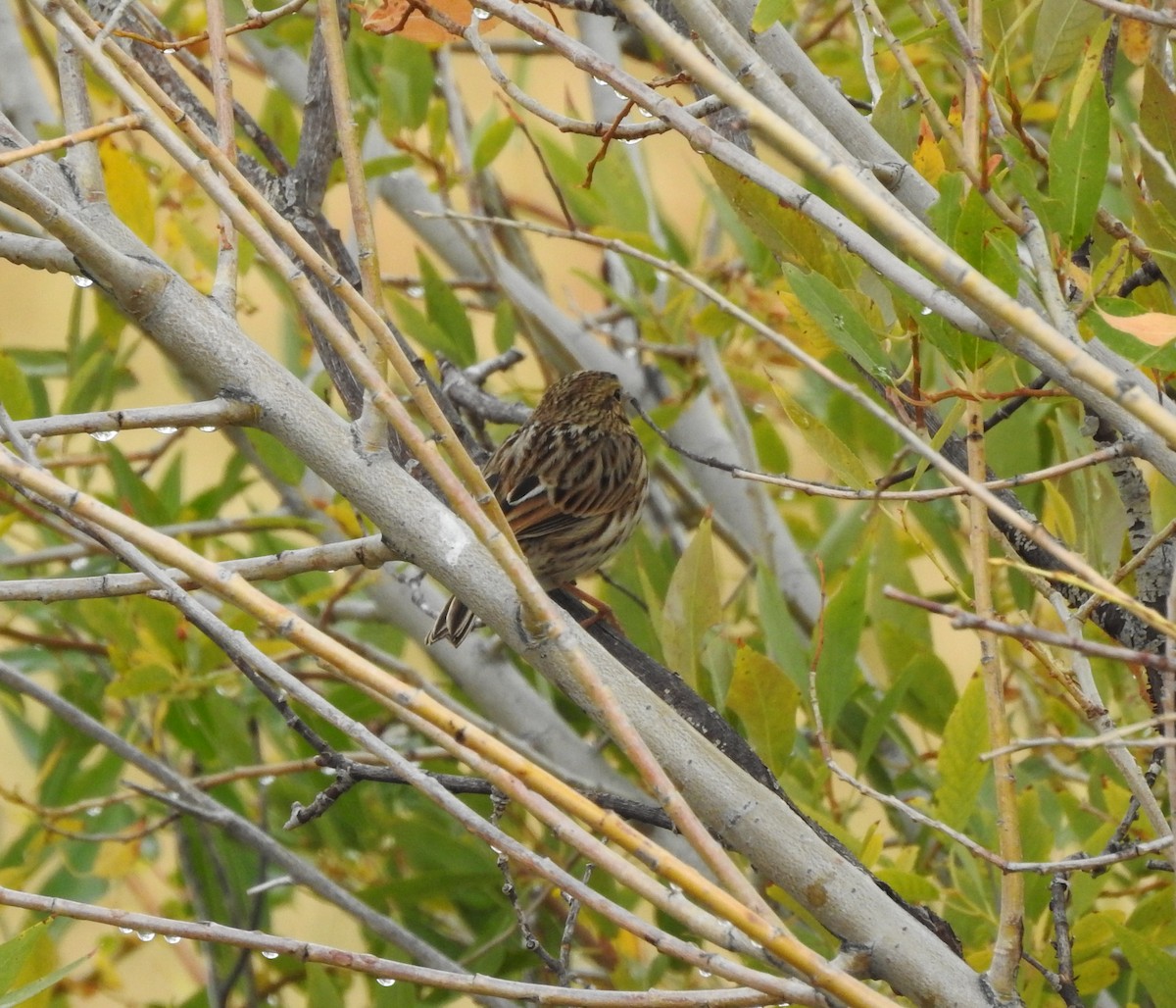 Savannah Sparrow - ML123957051