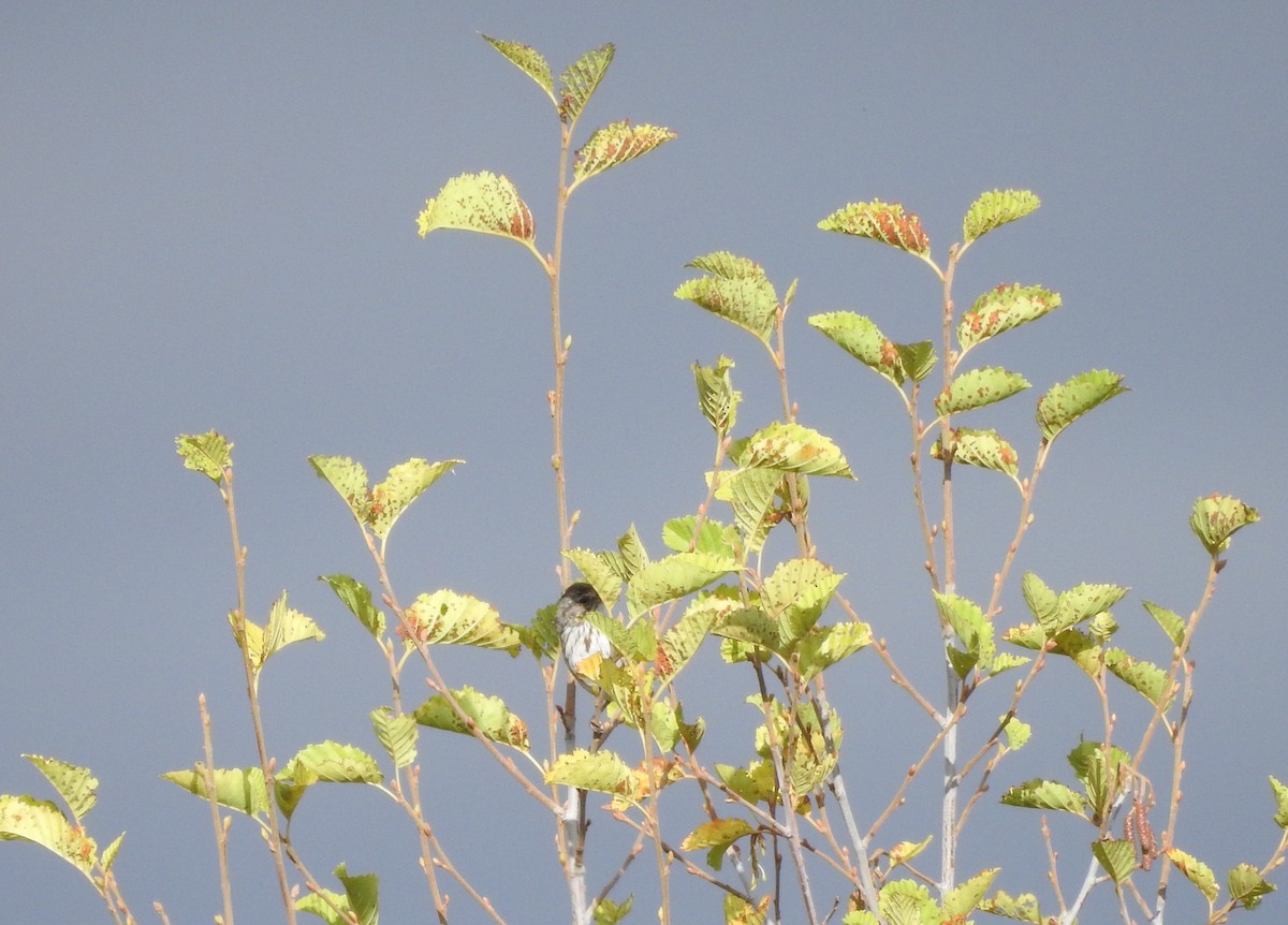 Song Sparrow - Shane Sater