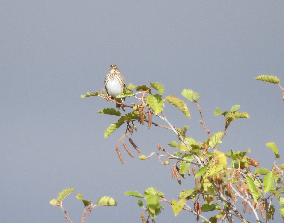 Savannah Sparrow - ML123957071