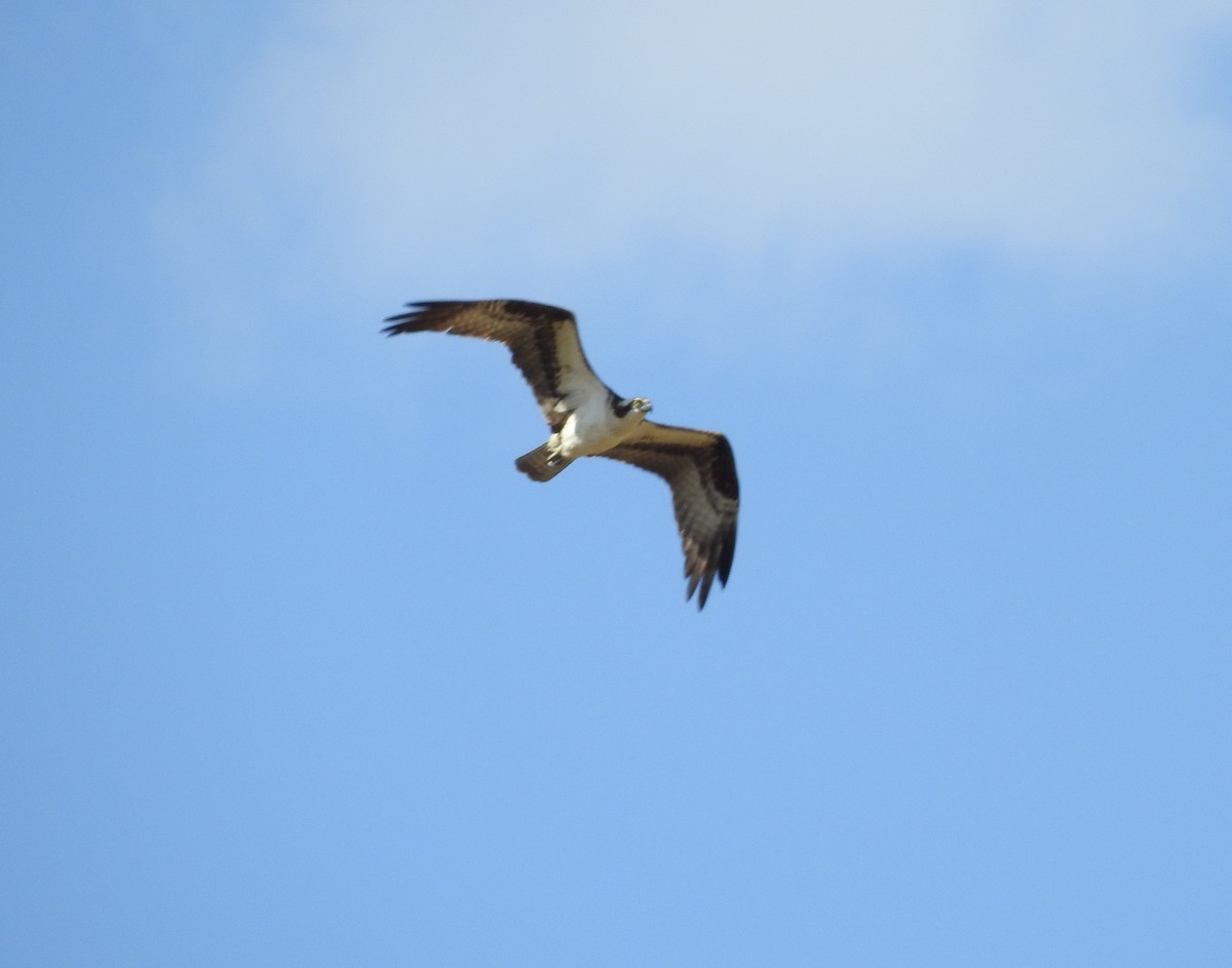 Balbuzard pêcheur - ML123957081