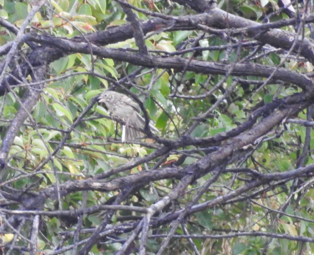 Vesper Sparrow - ML123957261