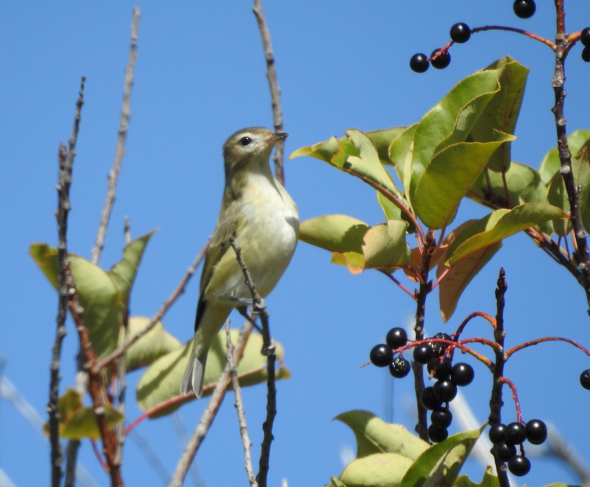 Ötücü Vireo - ML123957461