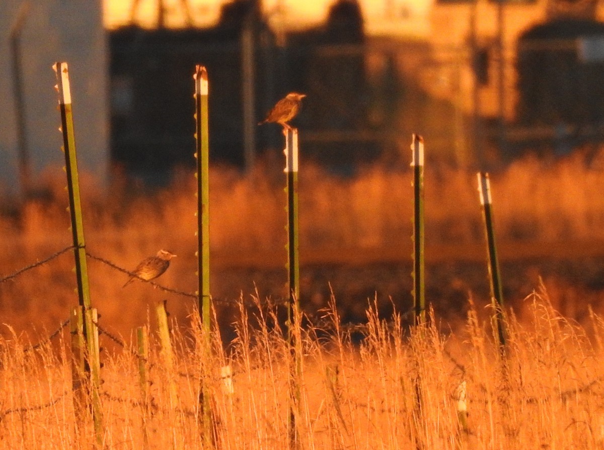 Western Meadowlark - ML123957481