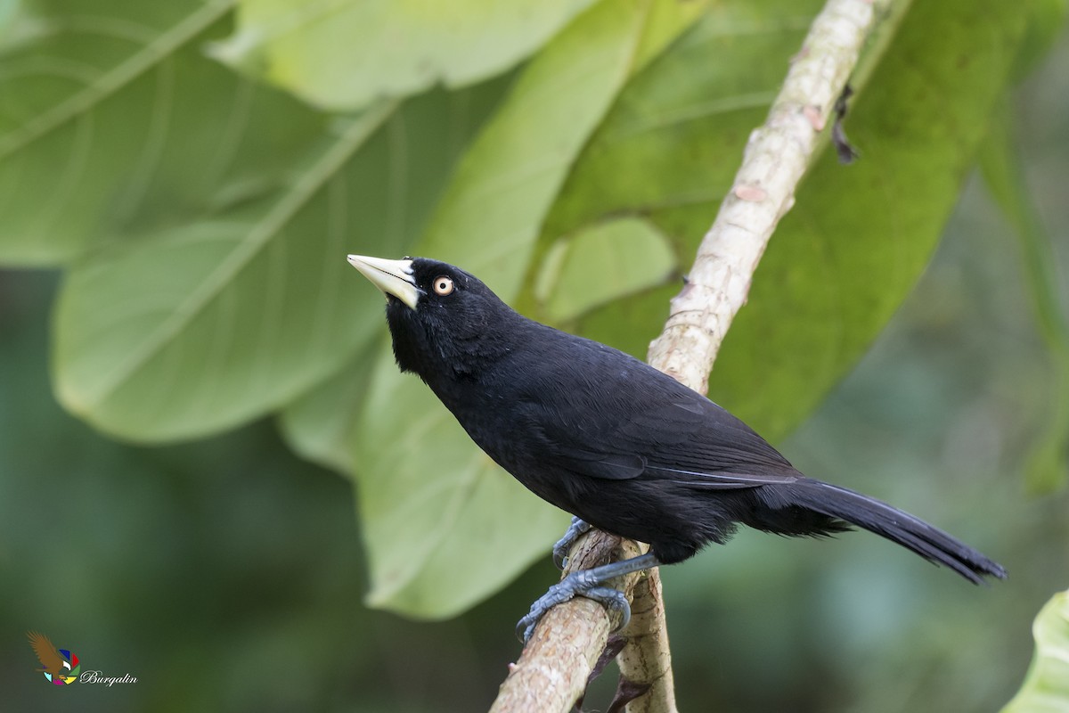 Yellow-billed Cacique - Fernando Burgalin Sequeria