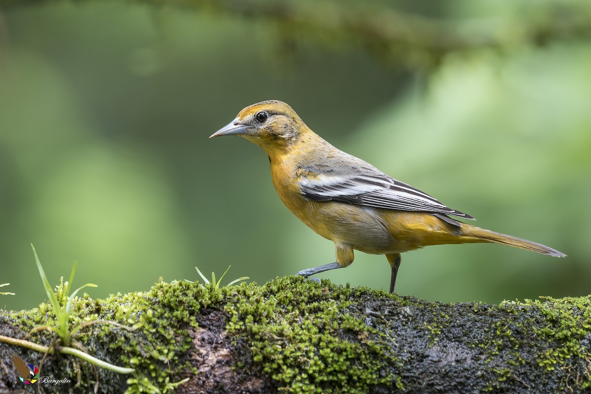 Baltimore Oriole - Fernando Burgalin Sequeria
