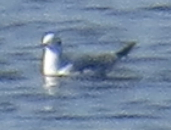 Mouette de Bonaparte - ML123958441