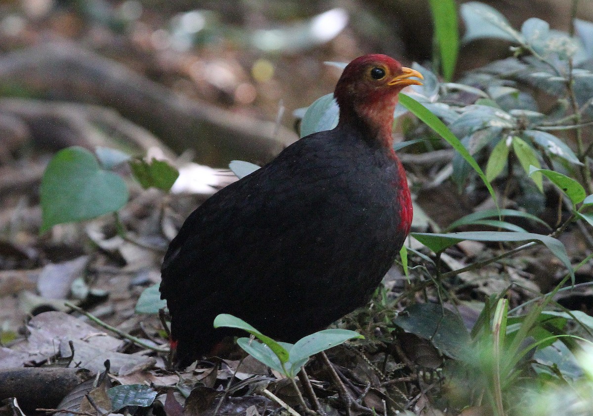 Crimson-headed Partridge - ML123959011