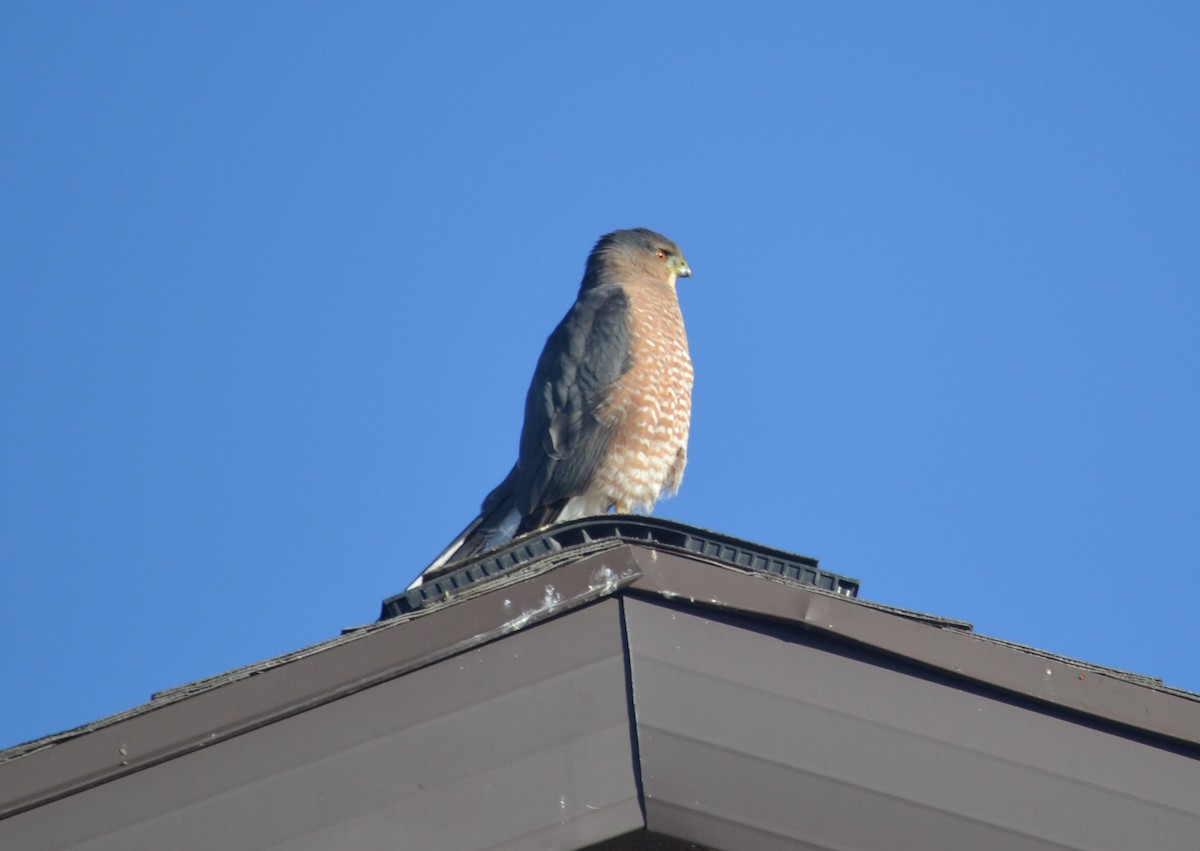 Cooper's Hawk - ML123961761