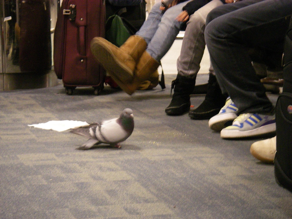 Rock Pigeon (Feral Pigeon) - ML123961921