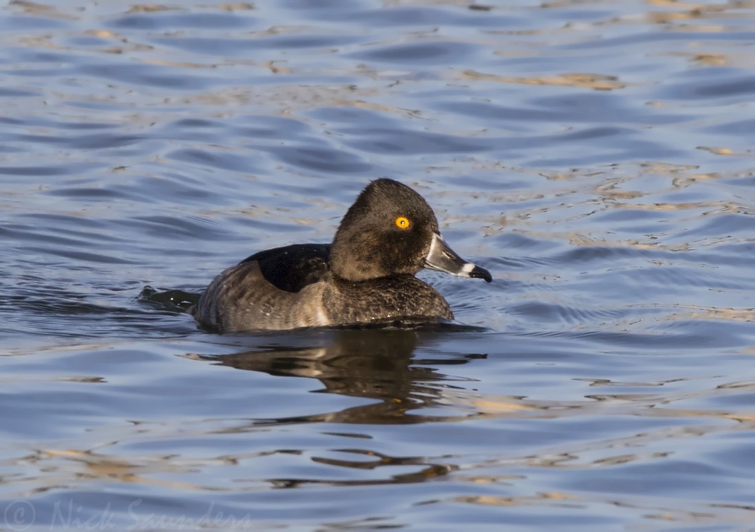 Ring-necked Duck - Nick Saunders