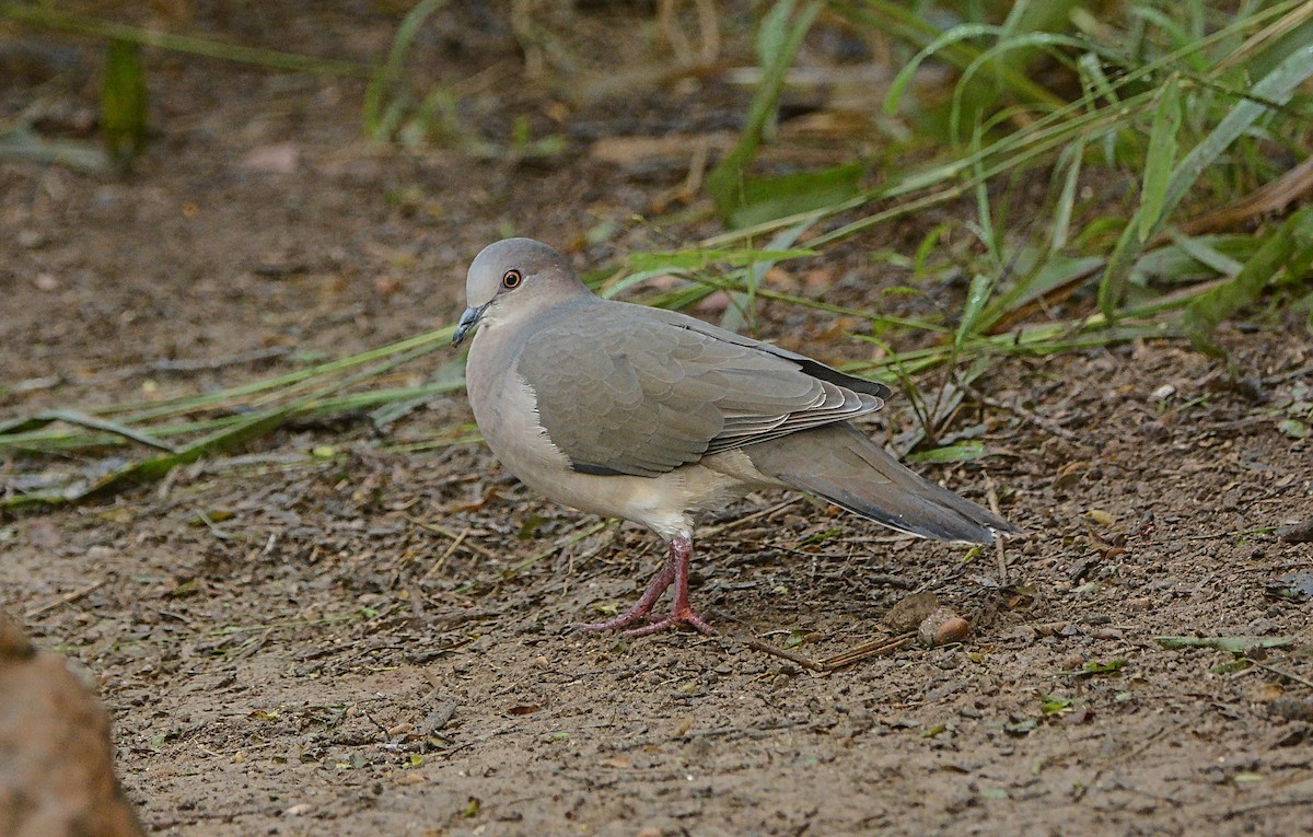 White-tipped Dove - Douglas Hall