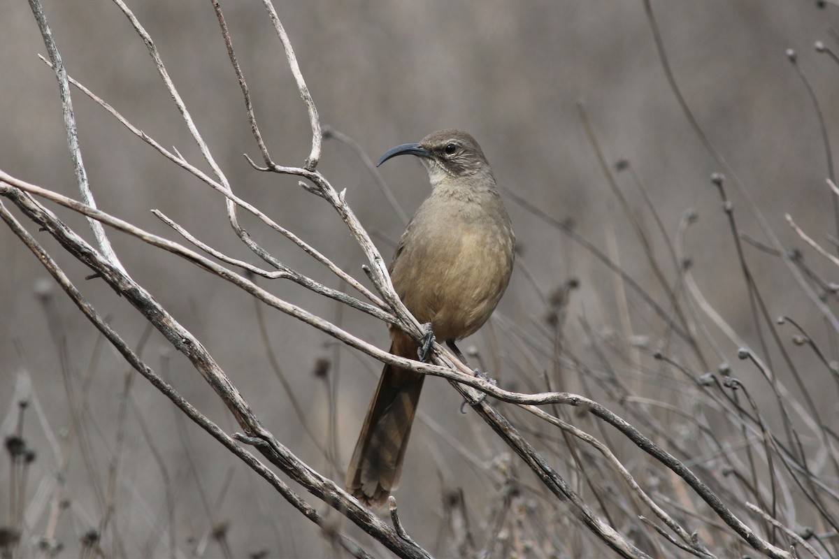 California Thrasher - ML123963001