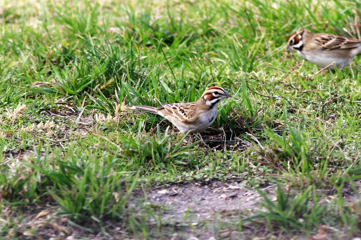 Lark Sparrow - ML123963311