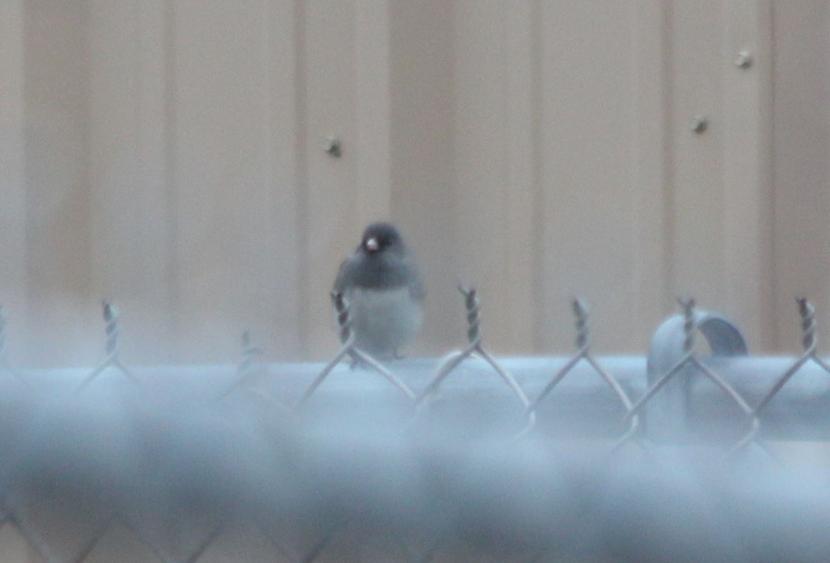 Dark-eyed Junco - ML123963581