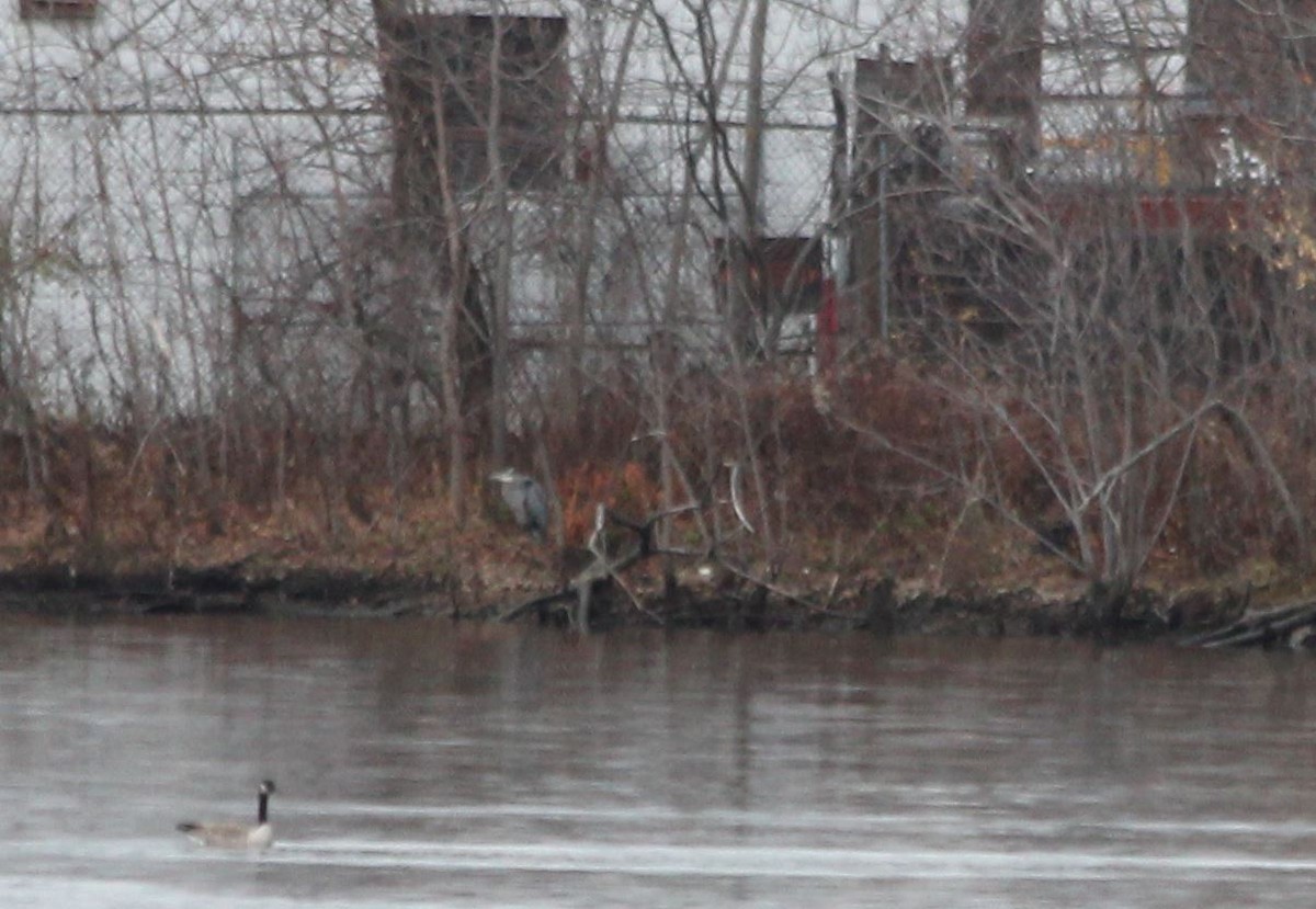 Great Blue Heron - 🦅 ꙅɒᴎoɔiʜƆ ʏɔɒɿT 🦃