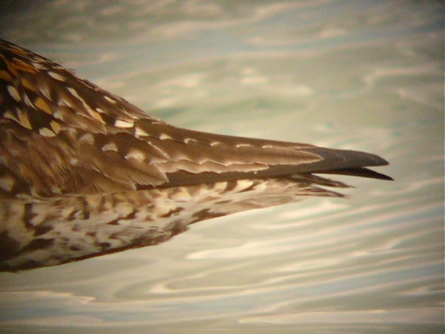 Pacific Golden-Plover - ML123963791