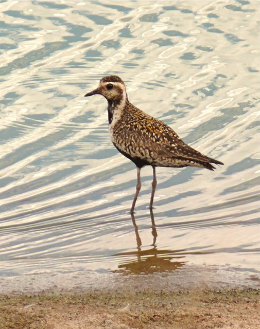 Chorlito Dorado Siberiano - ML123963821