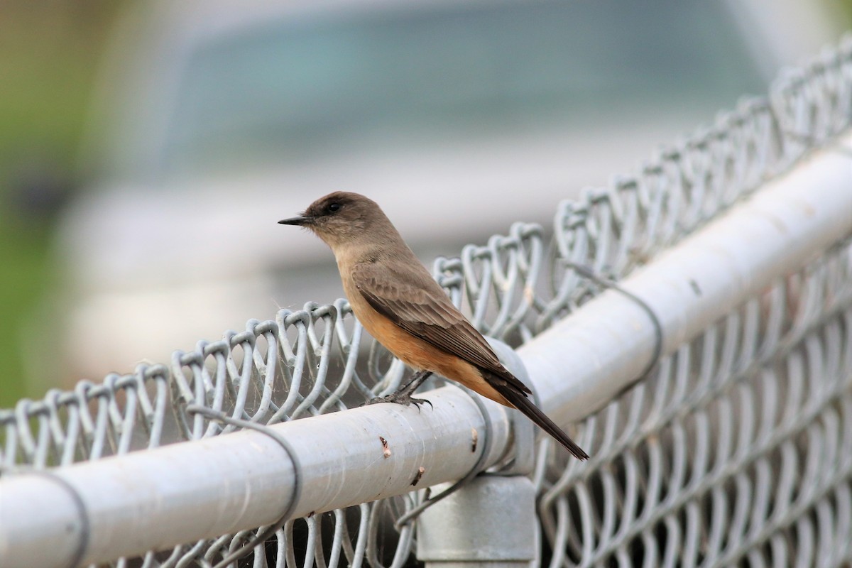 Say's Phoebe - ML123963981