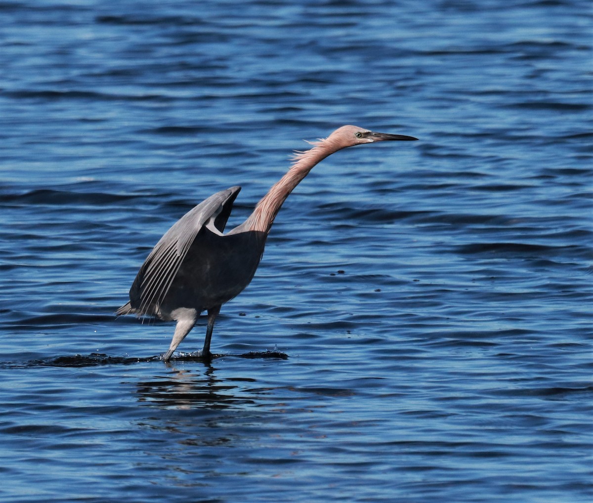 Reddish Egret - Paul Hueber