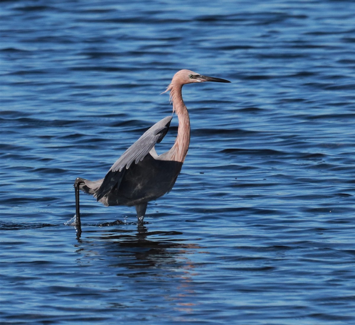 Reddish Egret - ML123965001