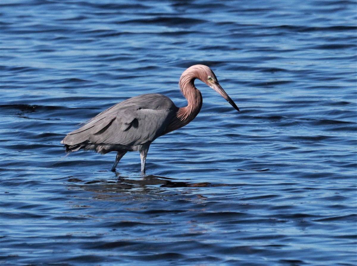 Reddish Egret - Paul Hueber