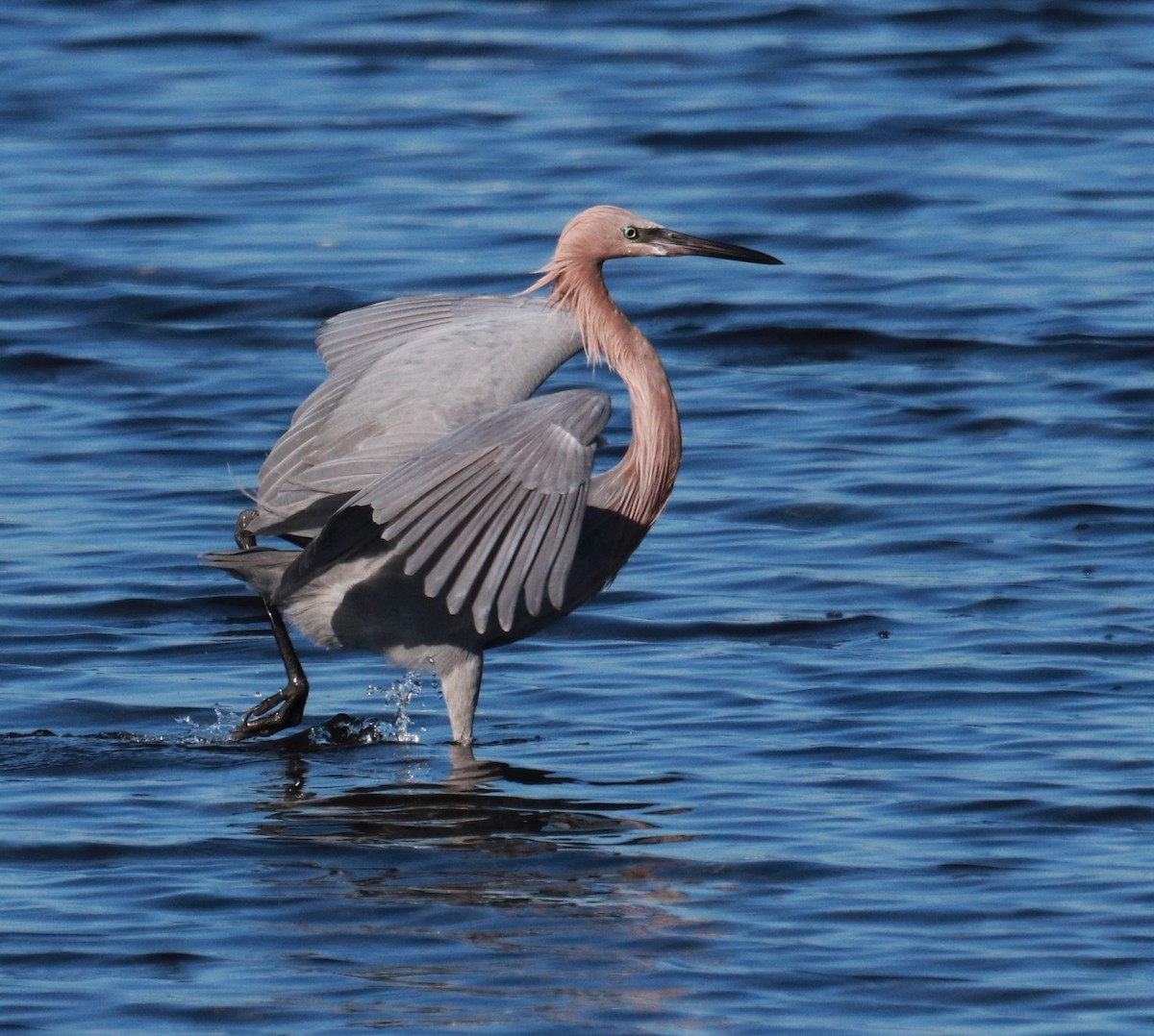 Reddish Egret - Paul Hueber