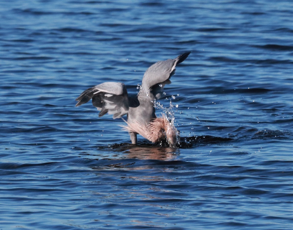 Reddish Egret - ML123965081