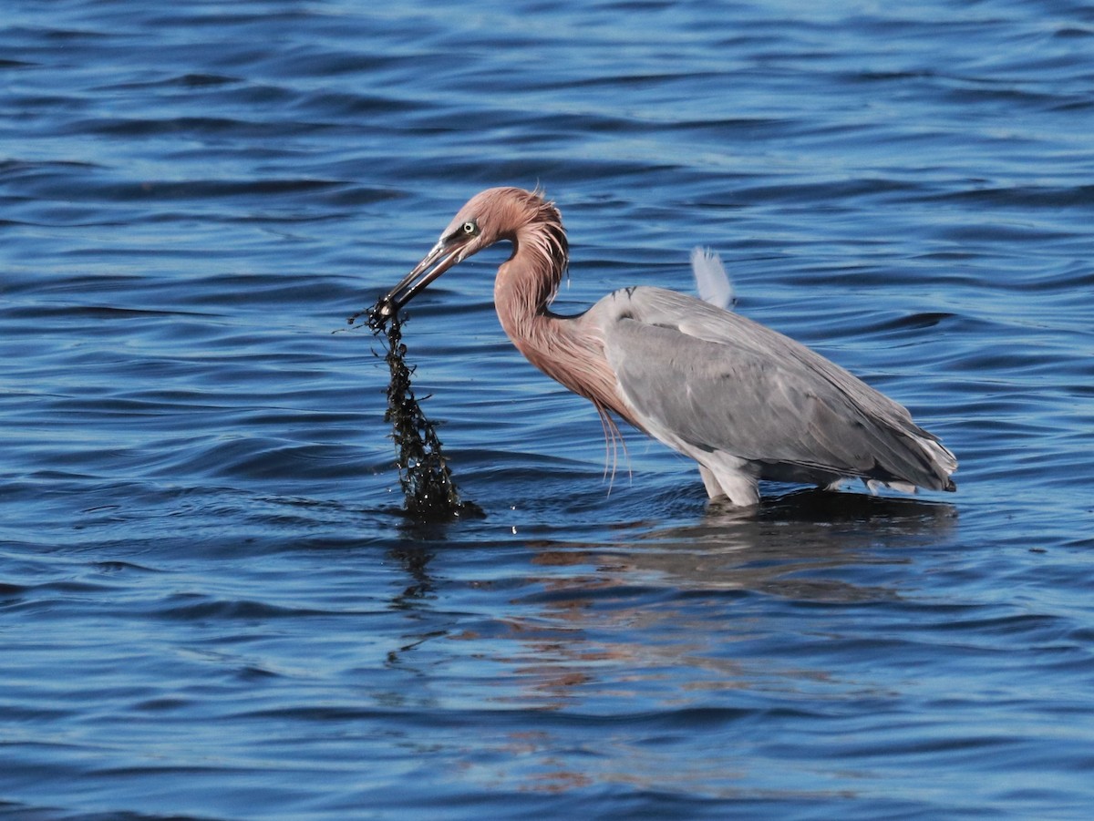 Reddish Egret - Paul Hueber