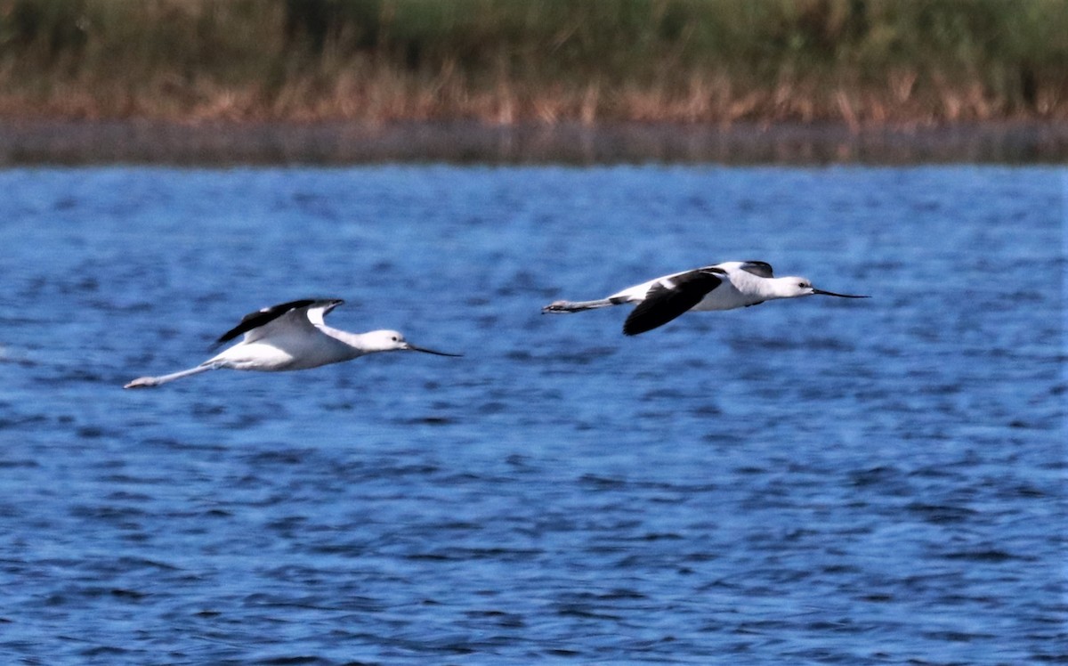 American Avocet - ML123965741