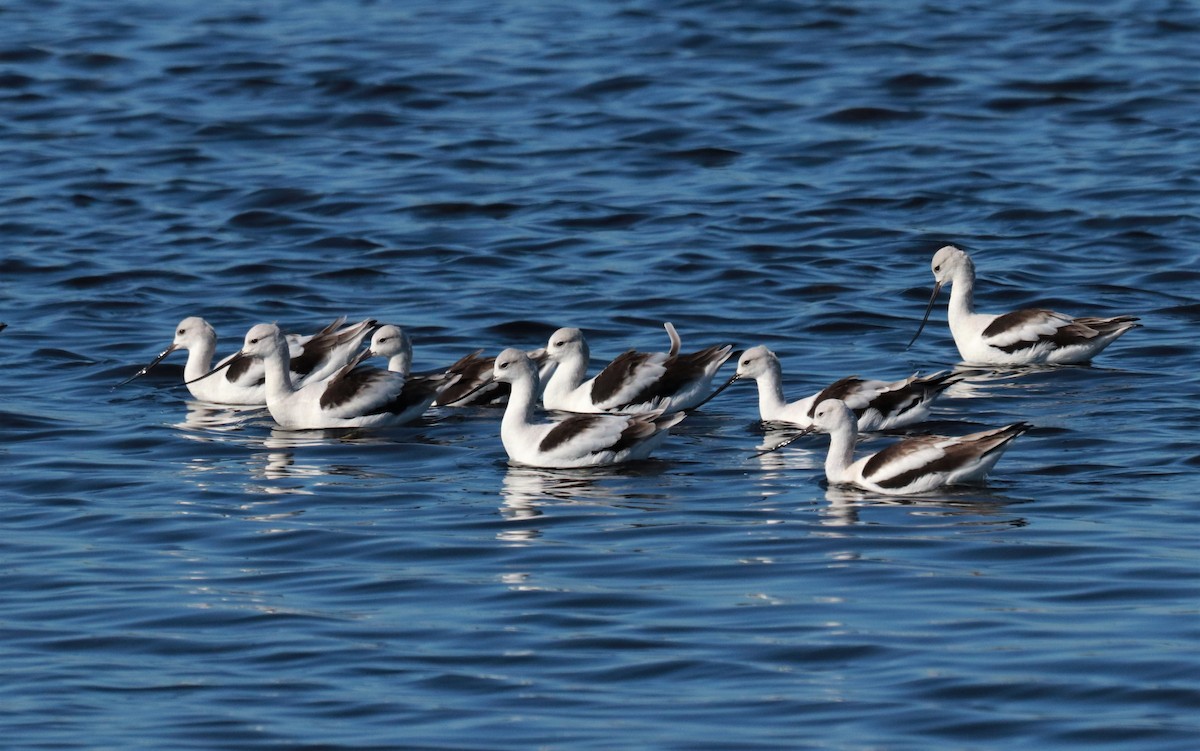 American Avocet - Paul Hueber