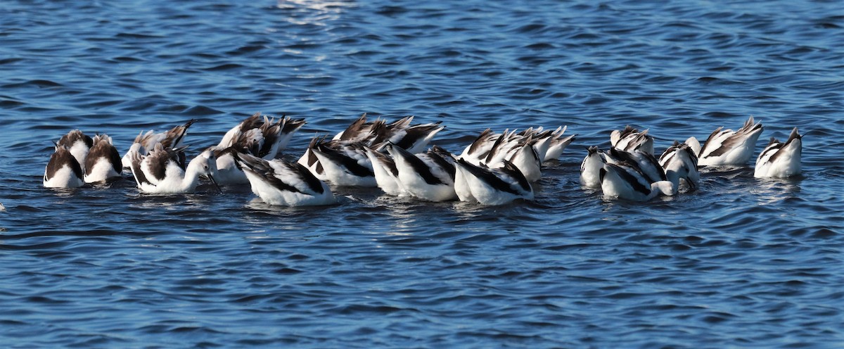 Avocette d'Amérique - ML123965821