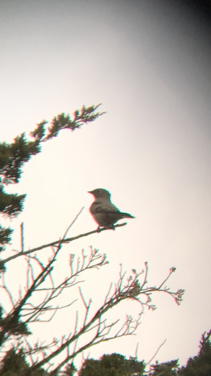 Townsend's Solitaire - Ryan Goldberg