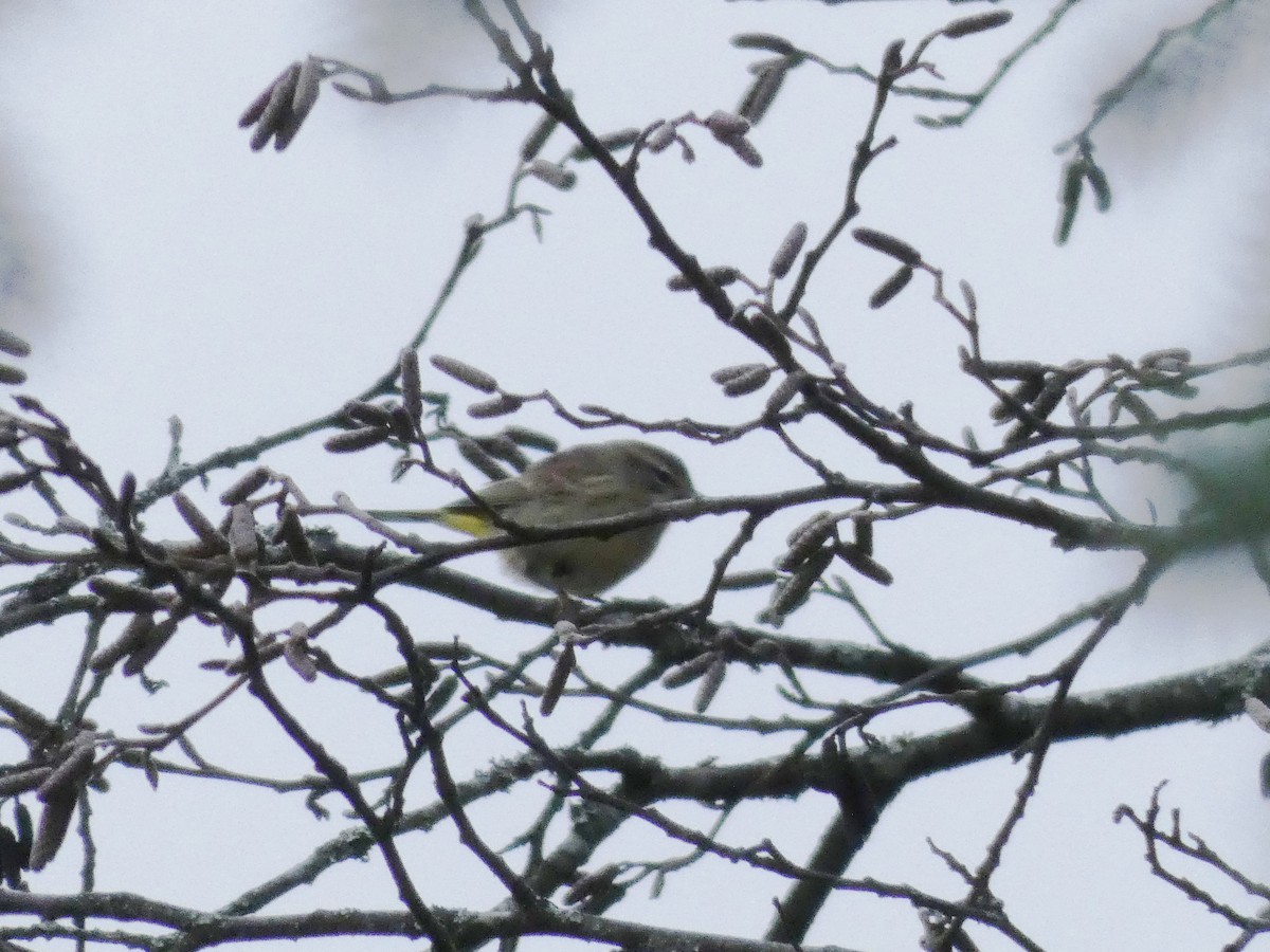 Palm Warbler - Patty Rose