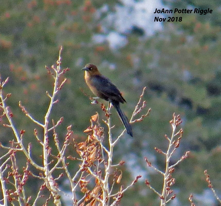 Great-tailed Grackle - ML123968901