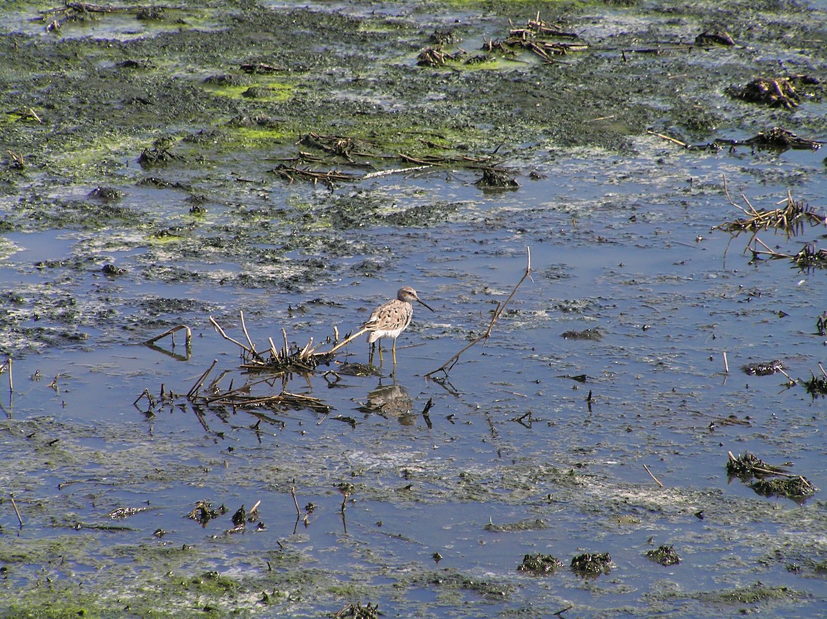 Stilt Sandpiper - ML123969461