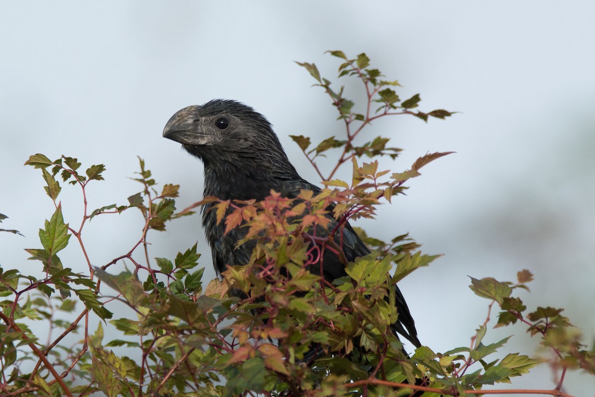 Groove-billed Ani - Lillie Gibb