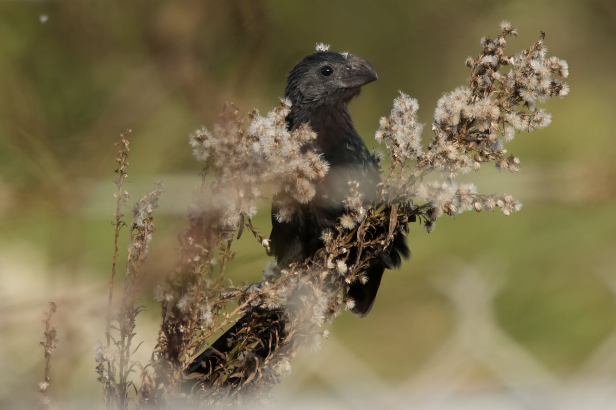 Groove-billed Ani - Lillie Gibb