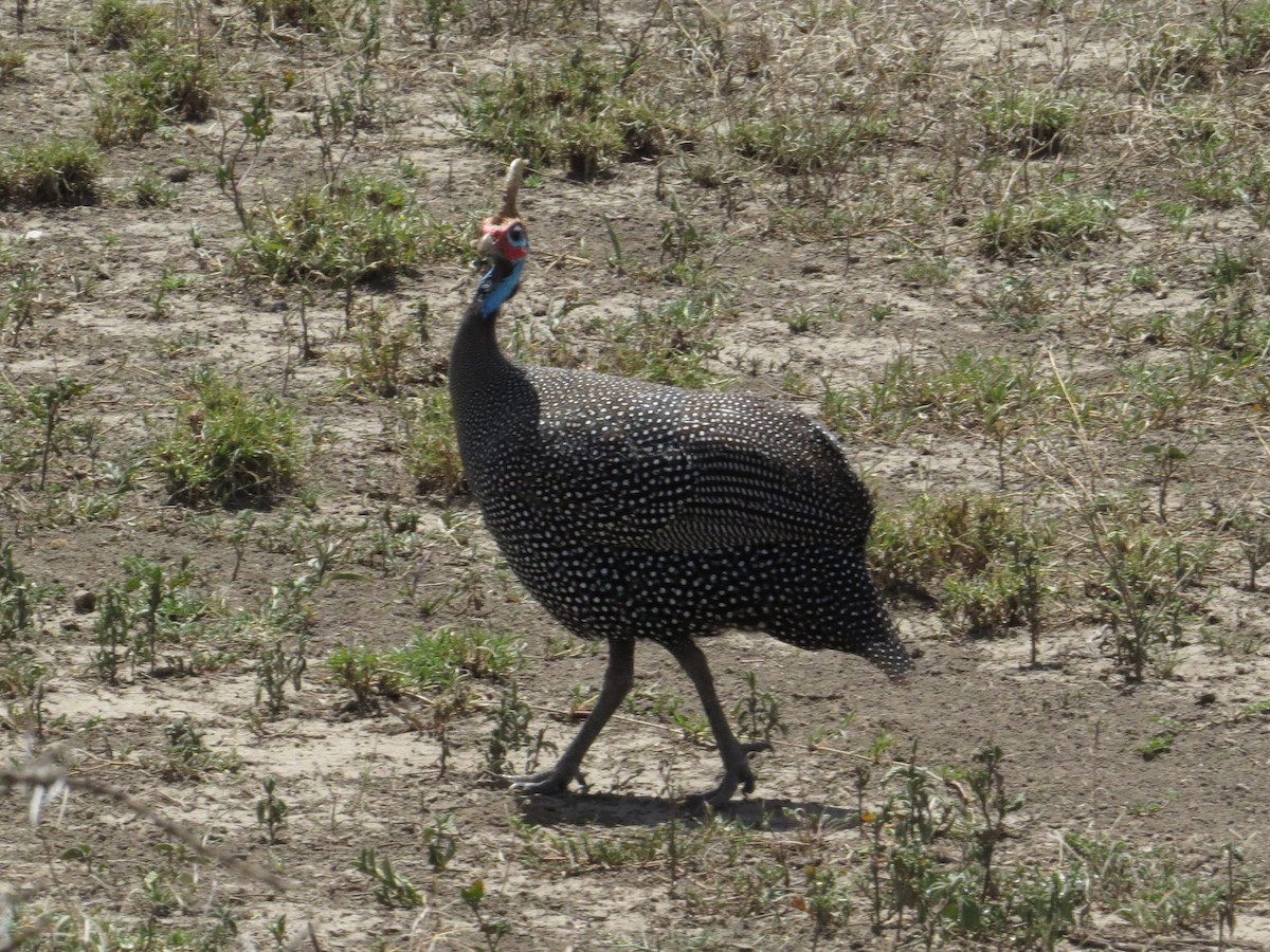 Helmeted Guineafowl - ML123970011