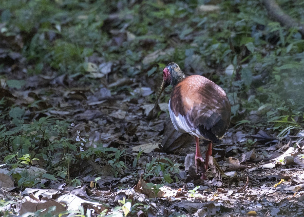 Madagascar Ibis - Simon Lane