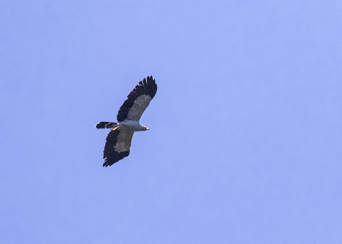 Madagascar Harrier-Hawk - Simon Lane