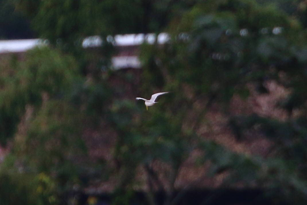 Yellow-billed Tern - ML123972891