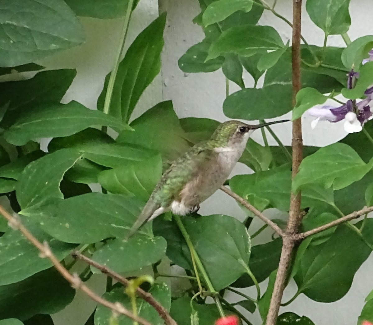 Ruby-throated Hummingbird - Sandra Keller