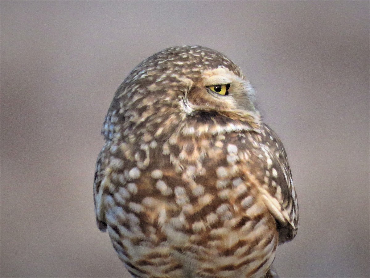 Burrowing Owl - Afton K