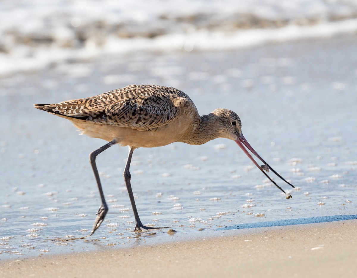 Marbled Godwit - ML123974521