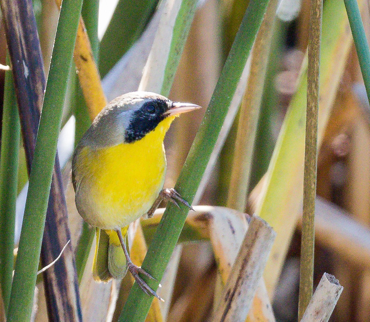 Common Yellowthroat - ML123974791