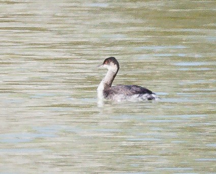 Eared Grebe - Tom Wilberding