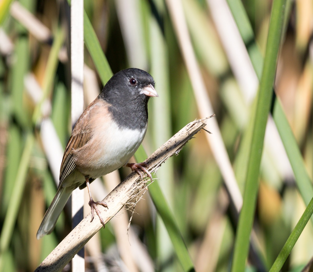 Dark-eyed Junco - ML123975241