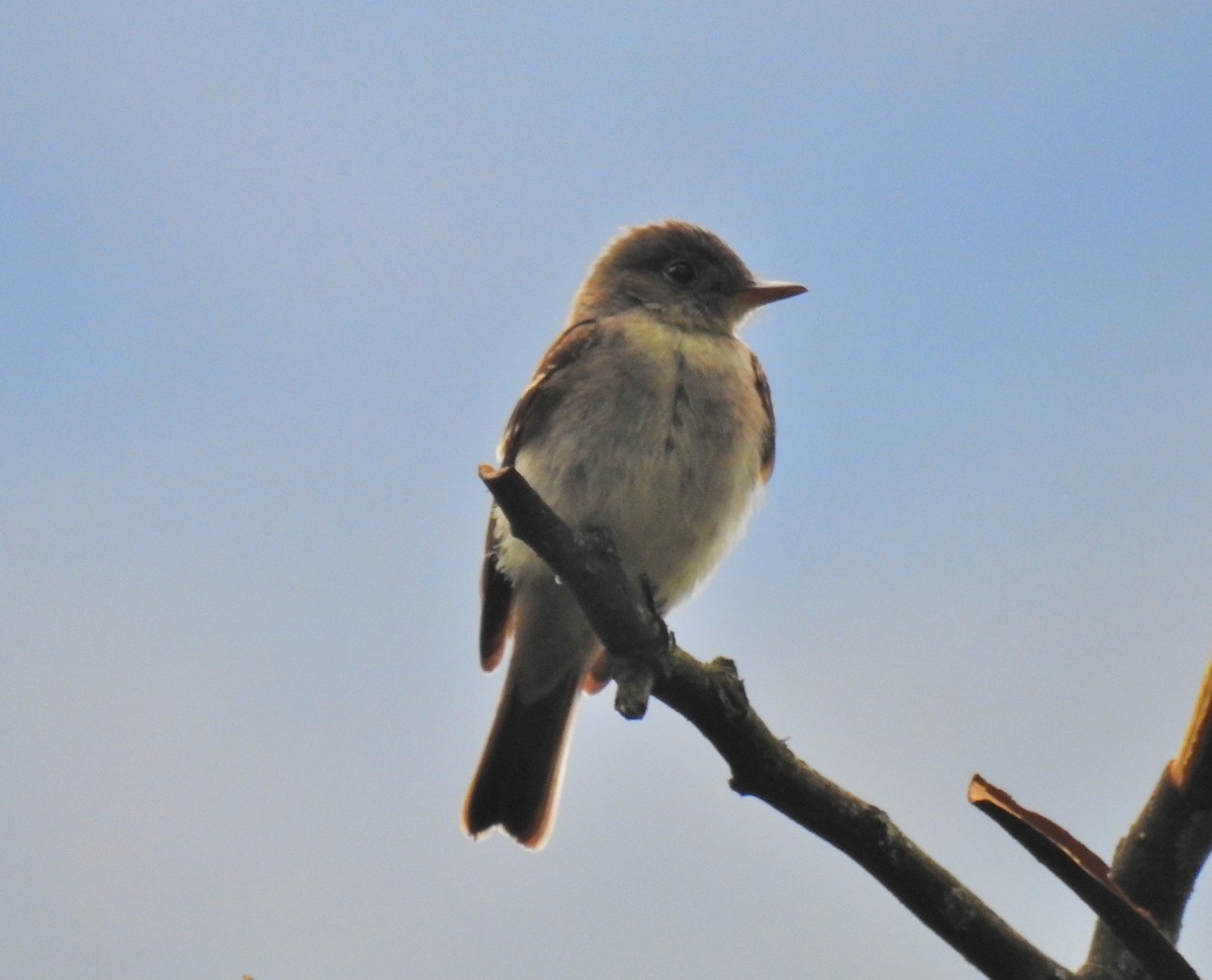 Acadian Flycatcher - ML123975291